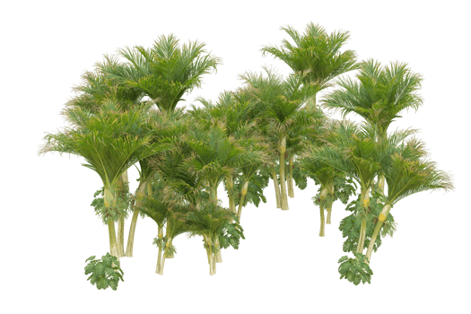 Tropical forest isolated on transparent background. 3d rendering - illustration png