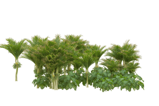 Tropical forest isolated on transparent background. 3d rendering - illustration png