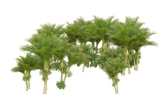 Tropical forest isolated on transparent background. 3d rendering - illustration png