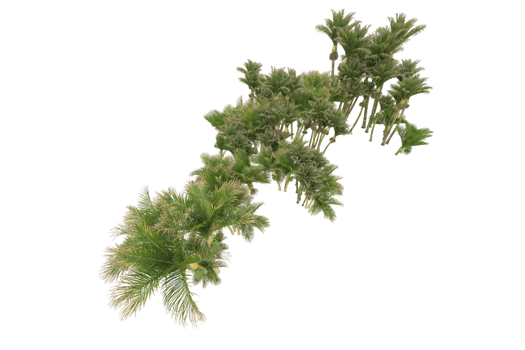 Tropical forest isolated on transparent background. 3d rendering - illustration png
