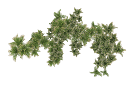 Tropical forest isolated on transparent background. 3d rendering - illustration png