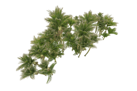 Tropical forest isolated on transparent background. 3d rendering - illustration png