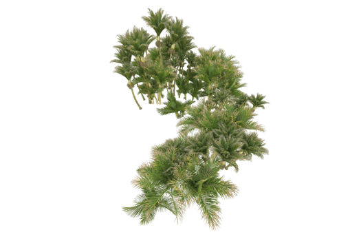 Tropical forest isolated on transparent background. 3d rendering - illustration png