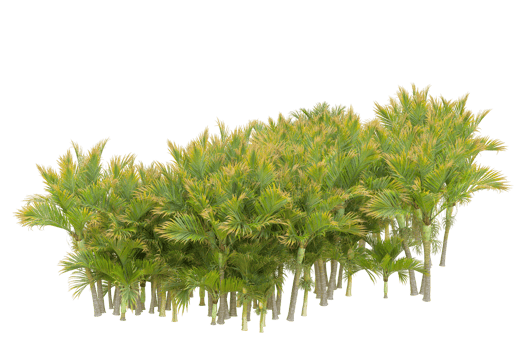 Tropical forest isolated on transparent background. 3d rendering - illustration png