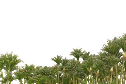 Tropical forest isolated on transparent background. 3d rendering - illustration png