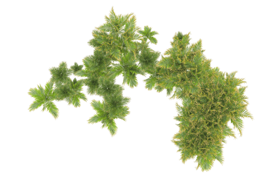 Tropical forest isolated on transparent background. 3d rendering - illustration png