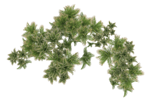 Tropical forest isolated on transparent background. 3d rendering - illustration png