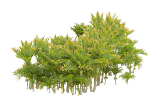 Tropical forest isolated on transparent background. 3d rendering - illustration png