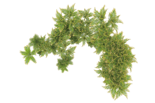 Tropical forest isolated on transparent background. 3d rendering - illustration png