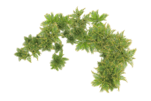 Tropical forest isolated on transparent background. 3d rendering - illustration png