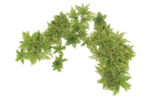 Tropical forest isolated on transparent background. 3d rendering - illustration png