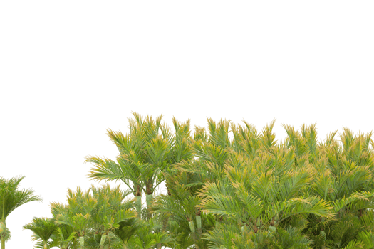Tropical forest isolated on transparent background. 3d rendering - illustration png