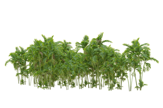 Tropical forest isolated on transparent background. 3d rendering - illustration png
