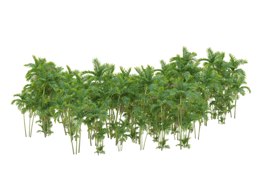 Tropical forest isolated on transparent background. 3d rendering - illustration png