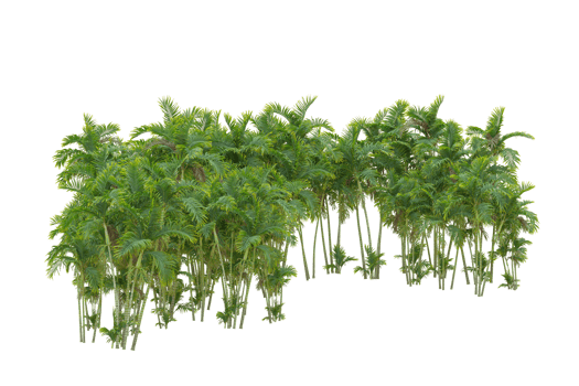 Tropical forest isolated on transparent background. 3d rendering - illustration png