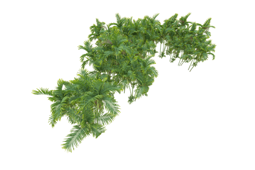 Tropical forest isolated on transparent background. 3d rendering - illustration png