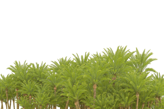 Tropical forest isolated on transparent background. 3d rendering - illustration png