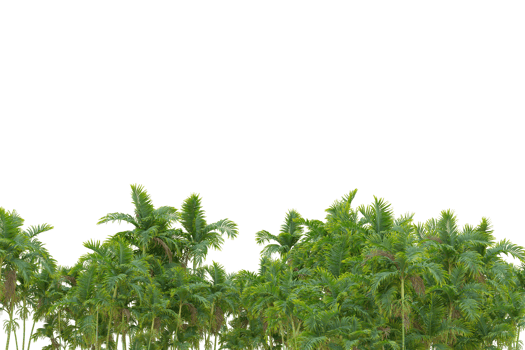 Tropical forest isolated on transparent background. 3d rendering - illustration png