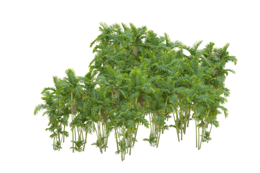 Tropical forest isolated on transparent background. 3d rendering - illustration png