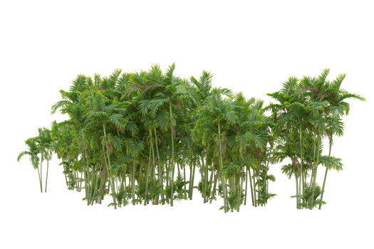Tropical forest isolated on transparent background. 3d rendering - illustration png