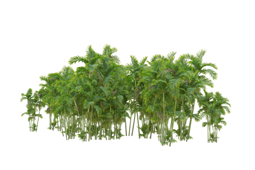 Tropical forest isolated on transparent background. 3d rendering - illustration png