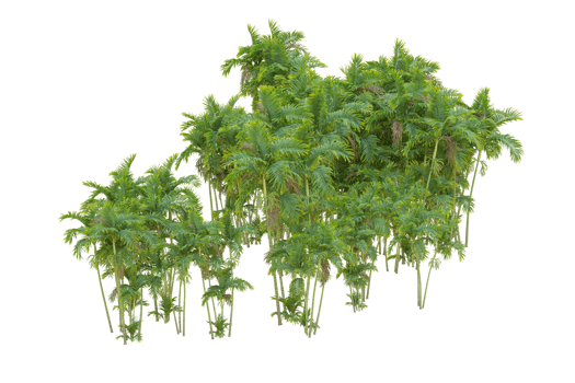 Tropical forest isolated on transparent background. 3d rendering - illustration png