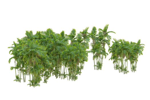 Tropical forest isolated on transparent background. 3d rendering - illustration png