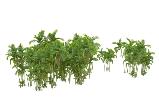 Tropical forest isolated on transparent background. 3d rendering - illustration png