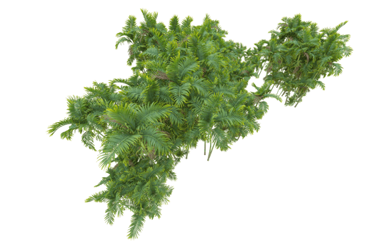 Tropical forest isolated on transparent background. 3d rendering - illustration png