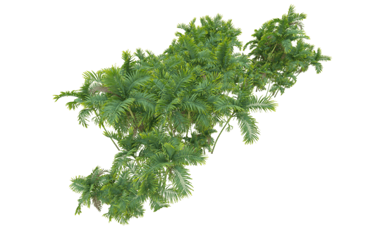 Tropical forest isolated on transparent background. 3d rendering - illustration png