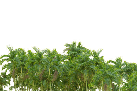 Tropical forest isolated on transparent background. 3d rendering - illustration png