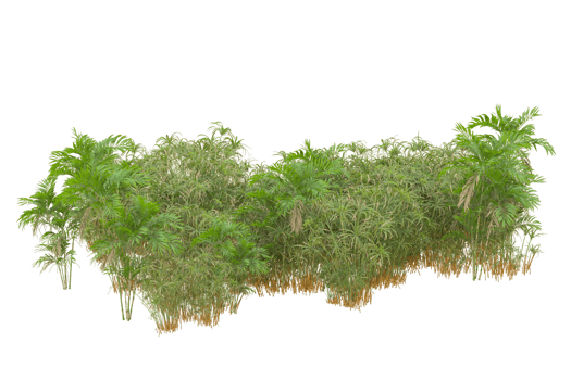 Tropical forest isolated on transparent background. 3d rendering - illustration png