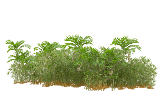 Tropical forest isolated on transparent background. 3d rendering - illustration png