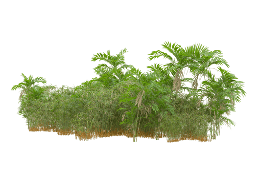 Tropical forest isolated on transparent background. 3d rendering - illustration png