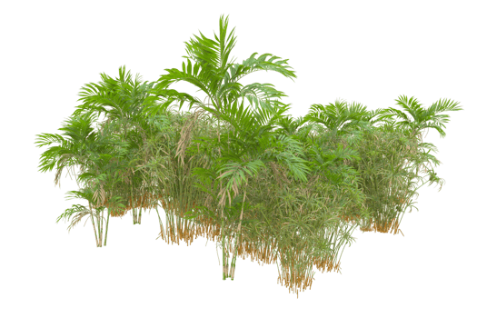 Tropical forest isolated on transparent background. 3d rendering - illustration png