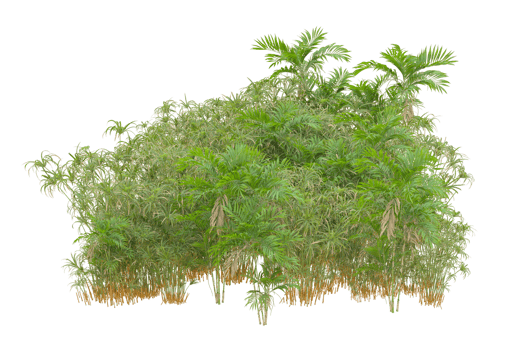 Tropical forest isolated on transparent background. 3d rendering - illustration png