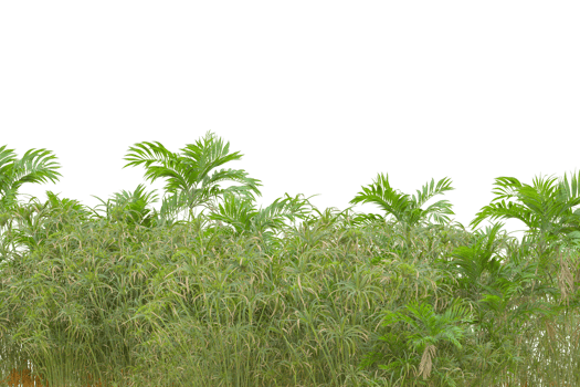 Tropical forest isolated on transparent background. 3d rendering - illustration png