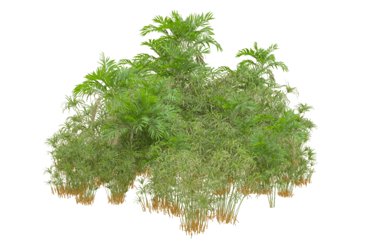 Tropical forest isolated on transparent background. 3d rendering - illustration png