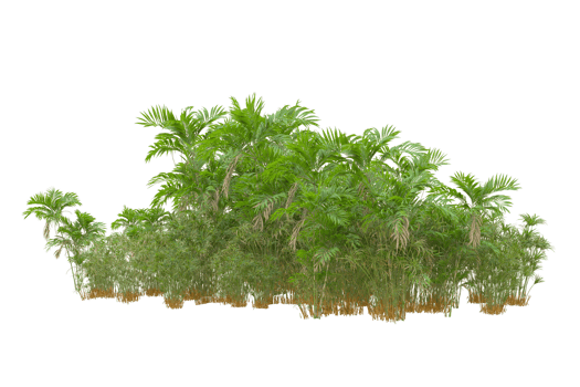 Tropical forest isolated on transparent background. 3d rendering - illustration png