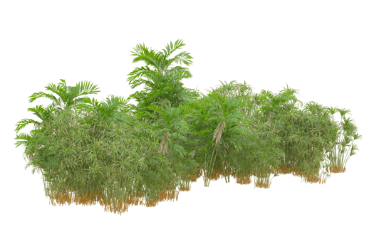 Tropical forest isolated on transparent background. 3d rendering - illustration png