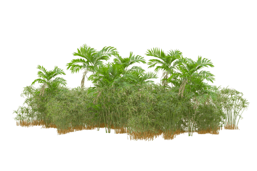 Tropical forest isolated on transparent background. 3d rendering - illustration png