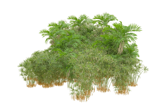 Tropical forest isolated on transparent background. 3d rendering - illustration png