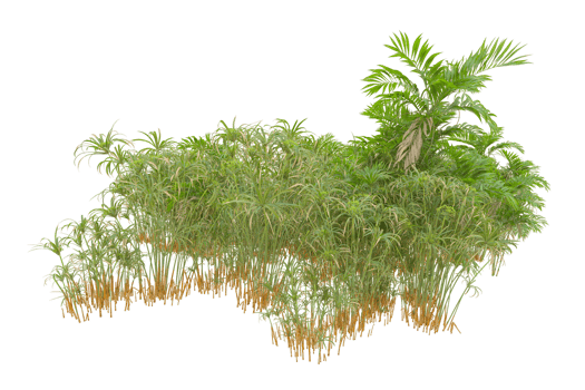 Tropical forest isolated on transparent background. 3d rendering - illustration png