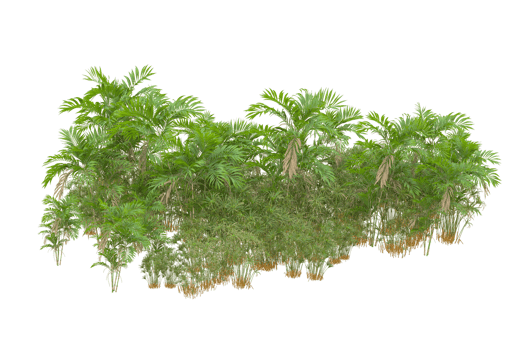 Tropical forest isolated on transparent background. 3d rendering - illustration png