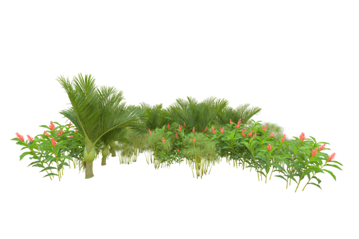 Tropical forest isolated on transparent background. 3d rendering - illustration png