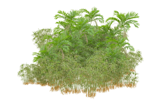 Tropical forest isolated on transparent background. 3d rendering - illustration png