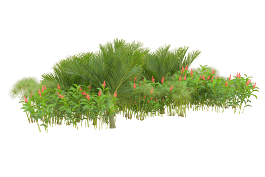 Tropical forest isolated on transparent background. 3d rendering - illustration png