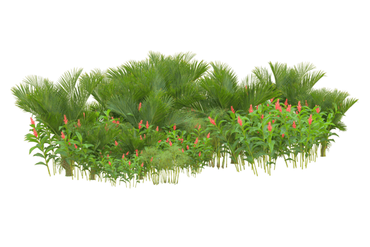 Tropical forest isolated on transparent background. 3d rendering - illustration png