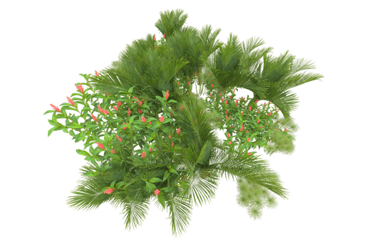 Tropical forest isolated on transparent background. 3d rendering - illustration png