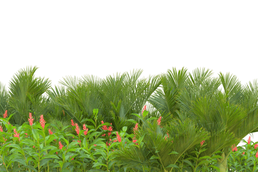 Tropical forest isolated on transparent background. 3d rendering - illustration png